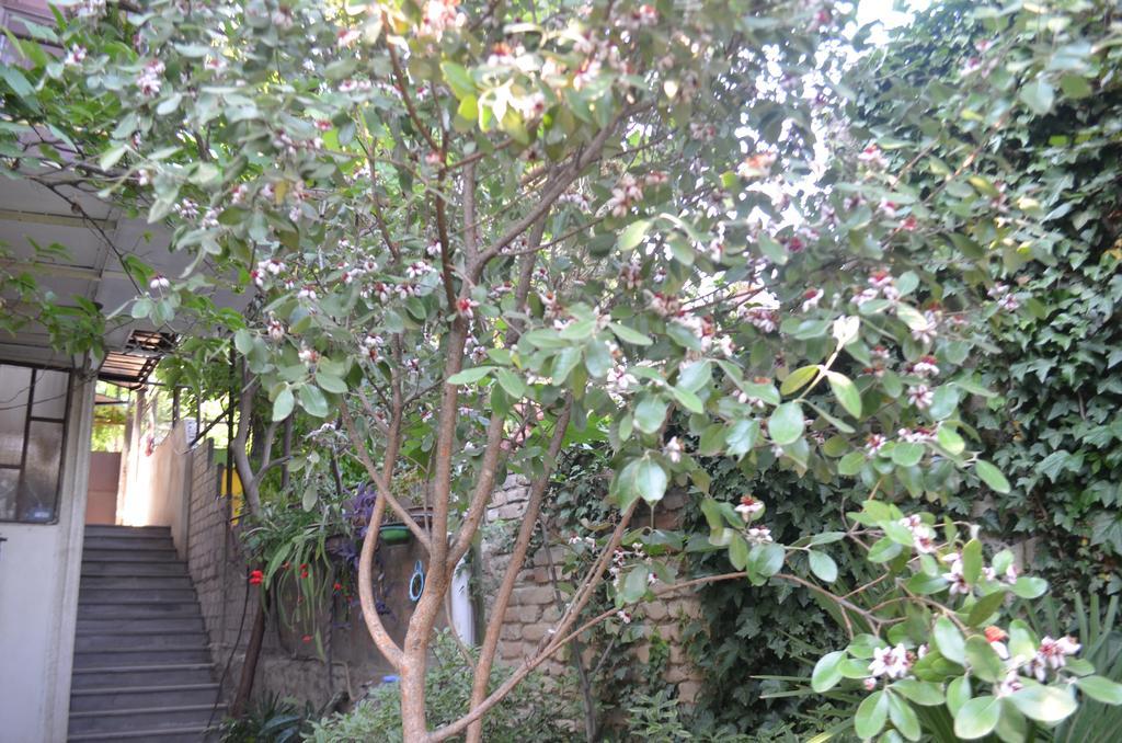Alex'S Cosy Guesthouse Τυφλίδα Εξωτερικό φωτογραφία